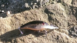 Mit Crankbait auf Hecht und Barsch