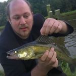 Zander gefangen mit dem Akiri Worm