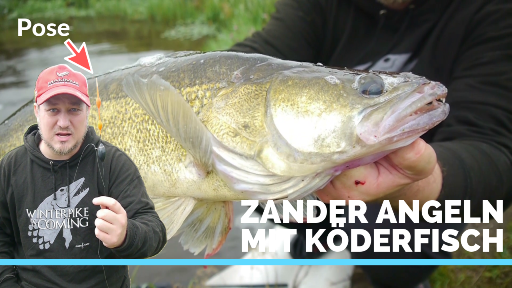 Angeln Auf Zander Mit Pose Und Köderfisch Erfolgreich Zander angeln Köderfisch Tipps | Angeln mit Stil