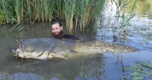 Der Fisch war 780 cm lang - in Männerzentimetern.