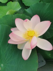Lotus in voller Blüte