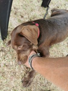 Ich wurde von einem gefährlichen Hund angefallen. Na gut, es war kleiner Hund und wir haben gespielt.