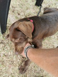 Ich wurde von einem gefährlichen Hund angefallen. Na gut, es war kleiner Hund und wir haben gespielt. 