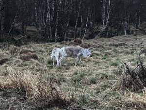 Die ersten Rentiere sahen wir bereits an der Grenze zwischen Norwegen und Schweden