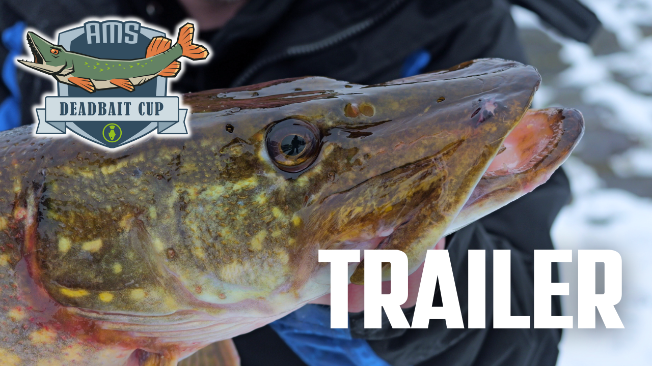 AMS Deadbait Cup - Trailer