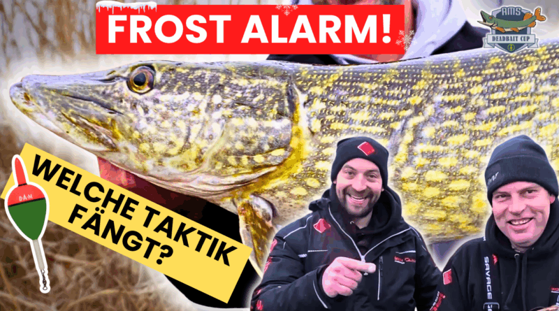 AMS Deadbait Cup Folge 4