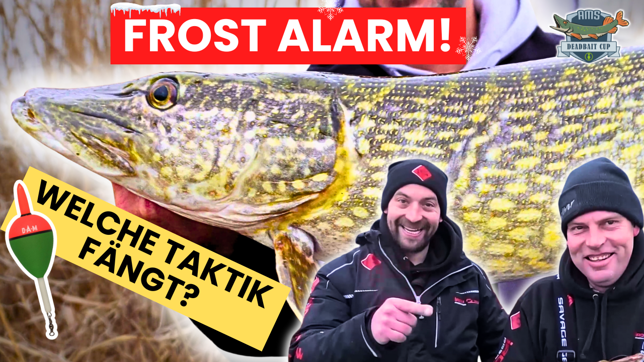 AMS Deadbait Cup Folge 4